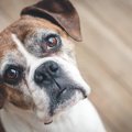犬が『自信満々の時…