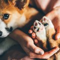 犬の肉球は何の為に…