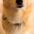 『申し訳なさそうな…