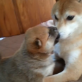 柴犬親子にほっこり♪…