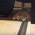 大型犬の群れに混じ…