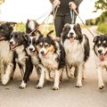 犬の多頭飼いにおけ…