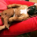 犬にとっての『楽な…
