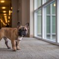 あるある？犬が『飼…