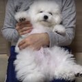 仰向け抱っこがお気…