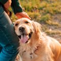 犬が幸せを感じてい…