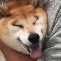 やめてぇ～～～！柴…
