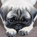 犬の超危険な『スト…