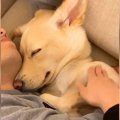 パパと保護犬を覗い…