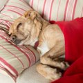 犬の急性胃炎～原因…