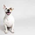 犬が耳をぴょこぴょ…