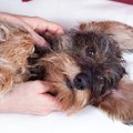 犬を自由に触れる『…