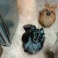犬が喜ぶ音について…