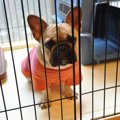 犬の木製ケージはお…