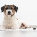 愛犬の『ウンチが散…