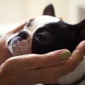 『不幸な犬』が見せ…