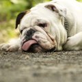 犬がミネラル不足に…