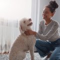 残念な犬の飼い主が…