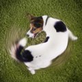 犬が同じ場所でくる…