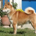 尻尾がクルクルして…