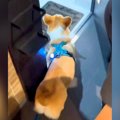 散歩から帰宅した犬…