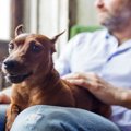『犬に好かれる人』…