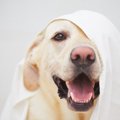 犬が『留守番中にい…