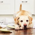 犬がストレスを溜め…