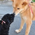 犬が他の犬に唸って…