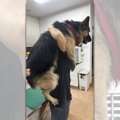 大型犬だって注射は…