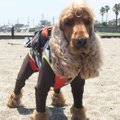 タレント犬コーダの…