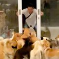 33頭の犬と暮らすお…