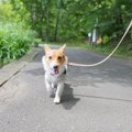 犬を楽しませる『散…