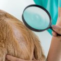 犬が『マダニ』に刺…
