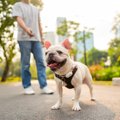 犬に『散歩を楽しん…