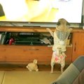 テレビで愛犬を映し…