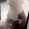 大型犬に『いつもよ…