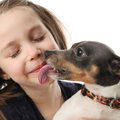 『人懐っこい犬』は…