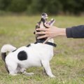 犬からの第一印象が…