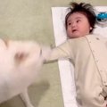 転がる赤ちゃんが『…