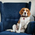 犬が他人に『マウン…