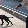 犬がリードを引っ張…