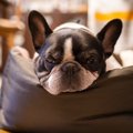 犬がいびきをする３…