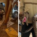 子犬と子猫が盗食罪…