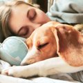 犬が寝ている時にピ…