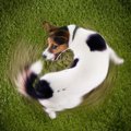 犬がグルグル回る心…