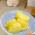 暑い日、お散歩に行…