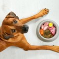 犬がご飯を食べてく…