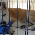 お婆ちゃん犬を看取…