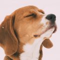犬は同類である犬の…
